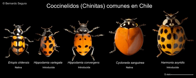 tipos de chinitas en Chile